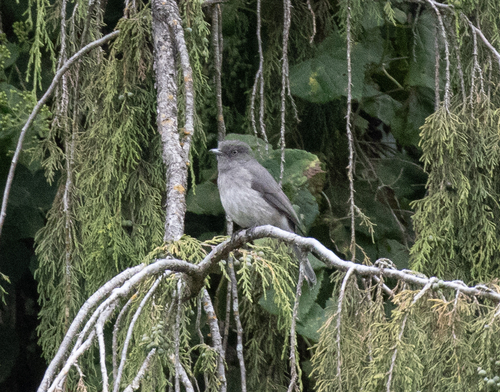 Abyssinian Slaty Flycatcher (Melaenornis chocolatinus), photo 6