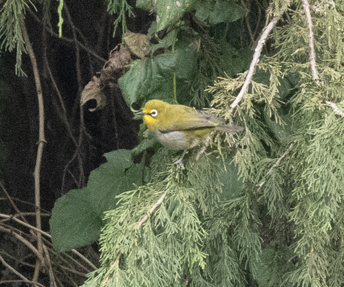 Ethiopian White-eye (Zosterops poliogastrus), photo 7