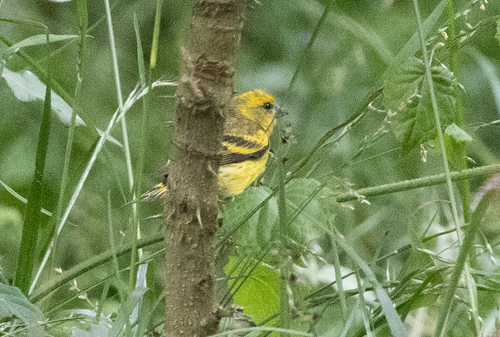 Yellow-crowned Canary (Serinus flavivertex), photo 9