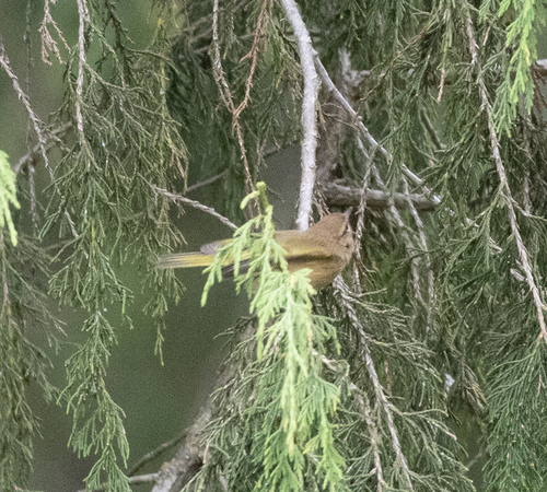 Brown Woodland Warbler (Phylloscopus umbrovirens), photo 9