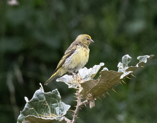 Yellow-crowned Canary (Serinus flavivertex), photo 10