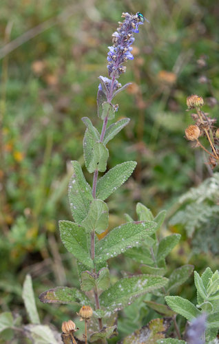 African Blue Catmint