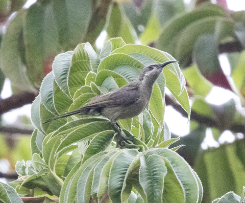 Tacazze Sunbird (Nectarinia tacazze), photo 8