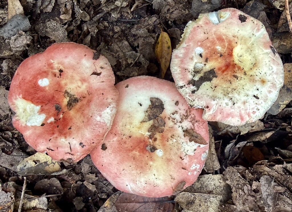 Russula cremoricolor · January 2026 · photo: © hllrnnr (iNaturalist, cc0)