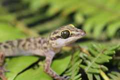Cyrtodactylus papuensis