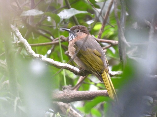 Mountain Bulbul (Ixos mcclellandii), photo 2