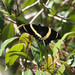 Papilio garamas baroni - Photo 由 Alex Lamoreaux 所上傳的 (c) Alex Lamoreaux，保留部份權利CC BY-NC