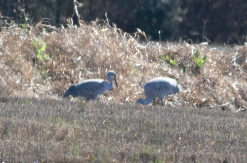 Sandhill Crane photographed in Louisiana
