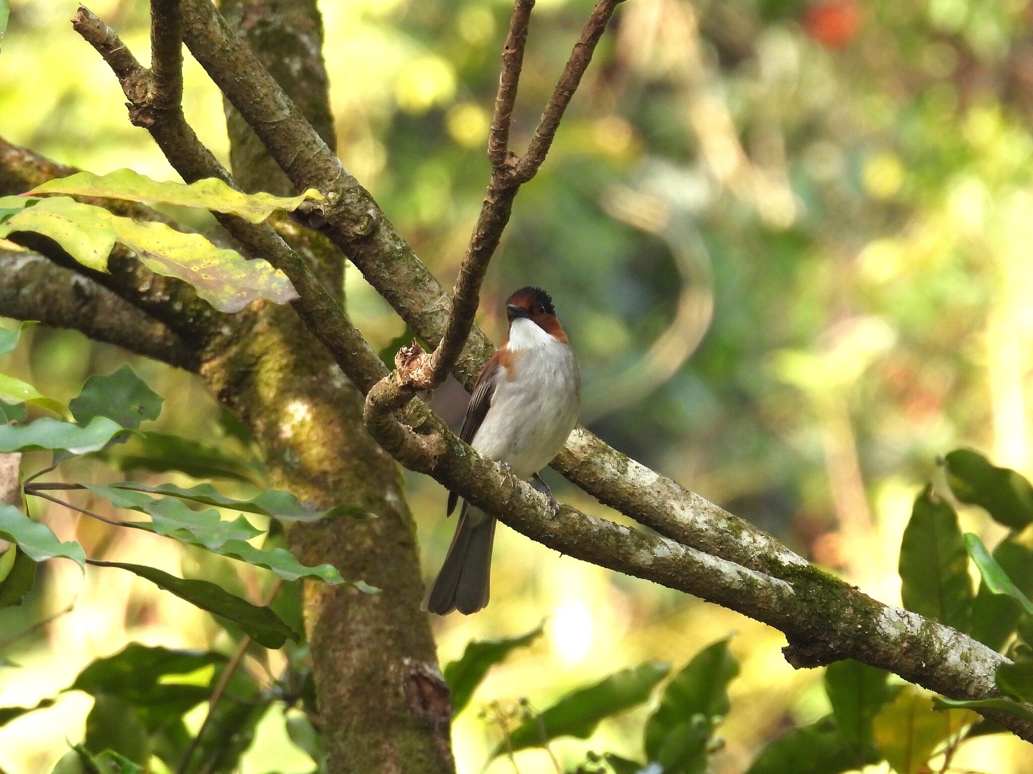 Chestnut Bulbul (Hemixos castanonotus), photo 3