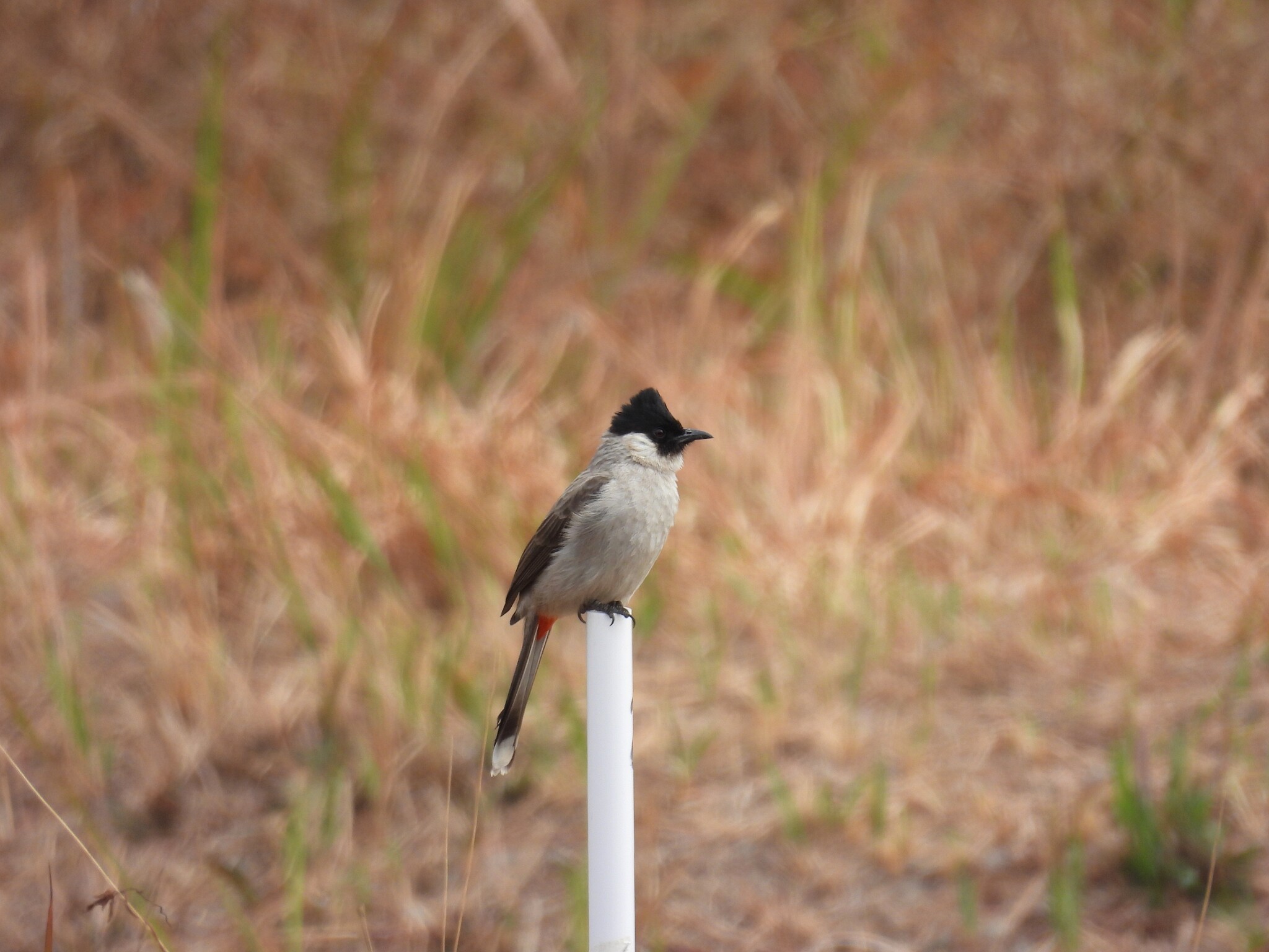 Sooty-headed Bulbul (Pycnonotus aurigaster), photo 6