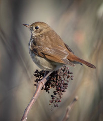 Hermit Thrush photo 6