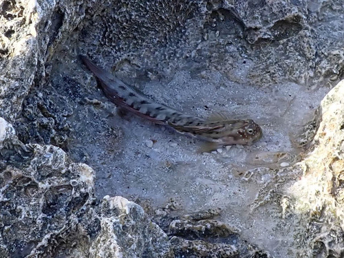 Beautiful rockskipper (Istiblennius bellus) — Blenniidae — 4