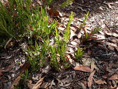 Adenanthos barbiger