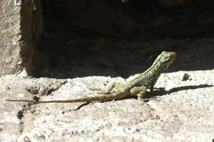 Anolis macrinii