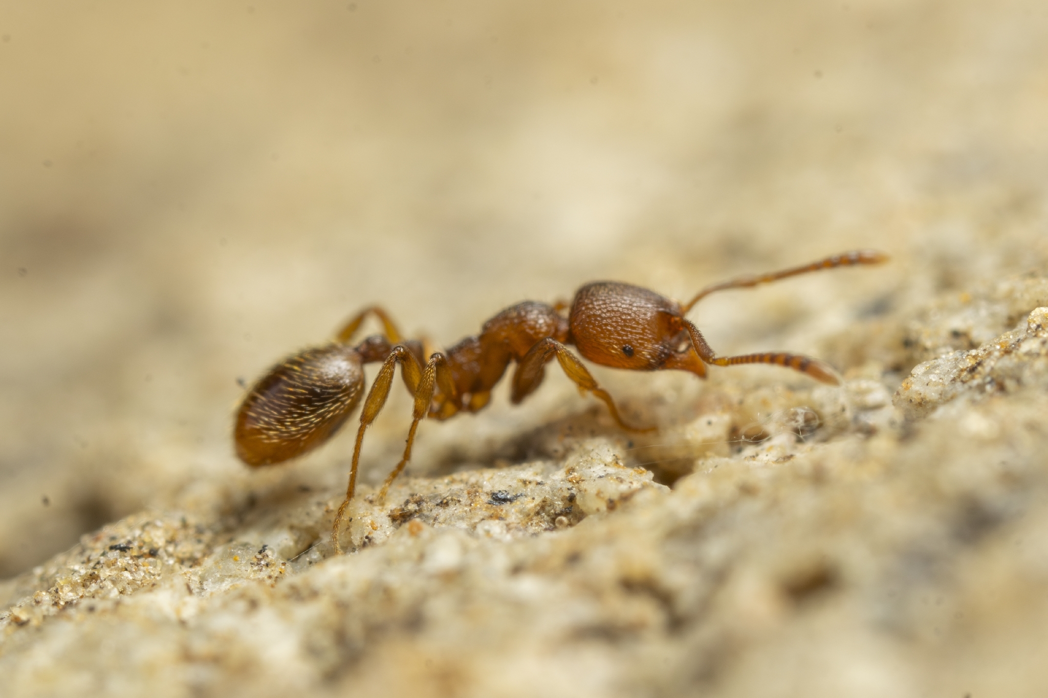 Stenamma californicum