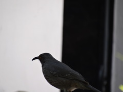 Toxostoma curvirostre