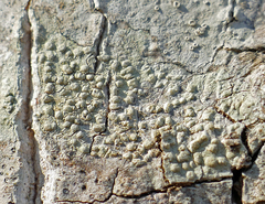 Pertusaria texana