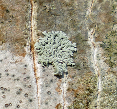 Physcia pumilior