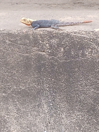 Peters's Rock Agama