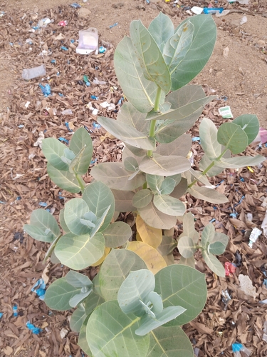 giant milkweed