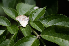 Lieinix nemesis nayaritensis