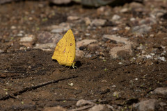 Phoebis neocypris virgo