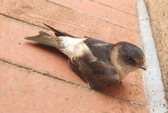 Petrochelidon nigricans