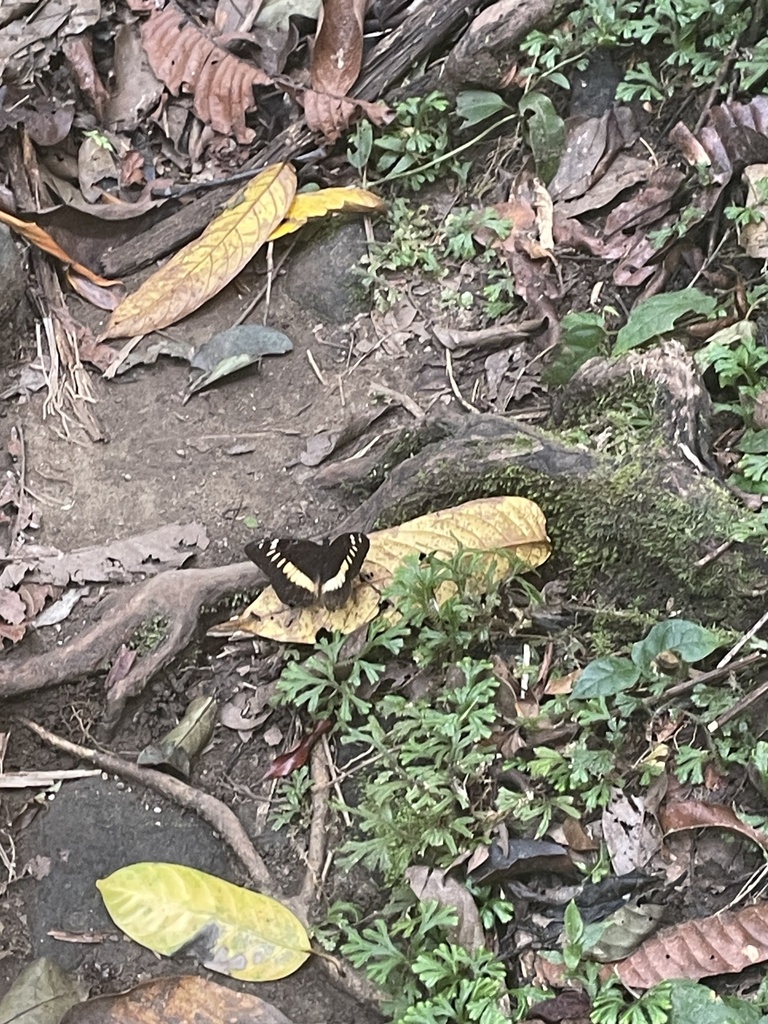 Lexias aeropa (Lexias aeropa)