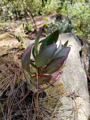Echeveria