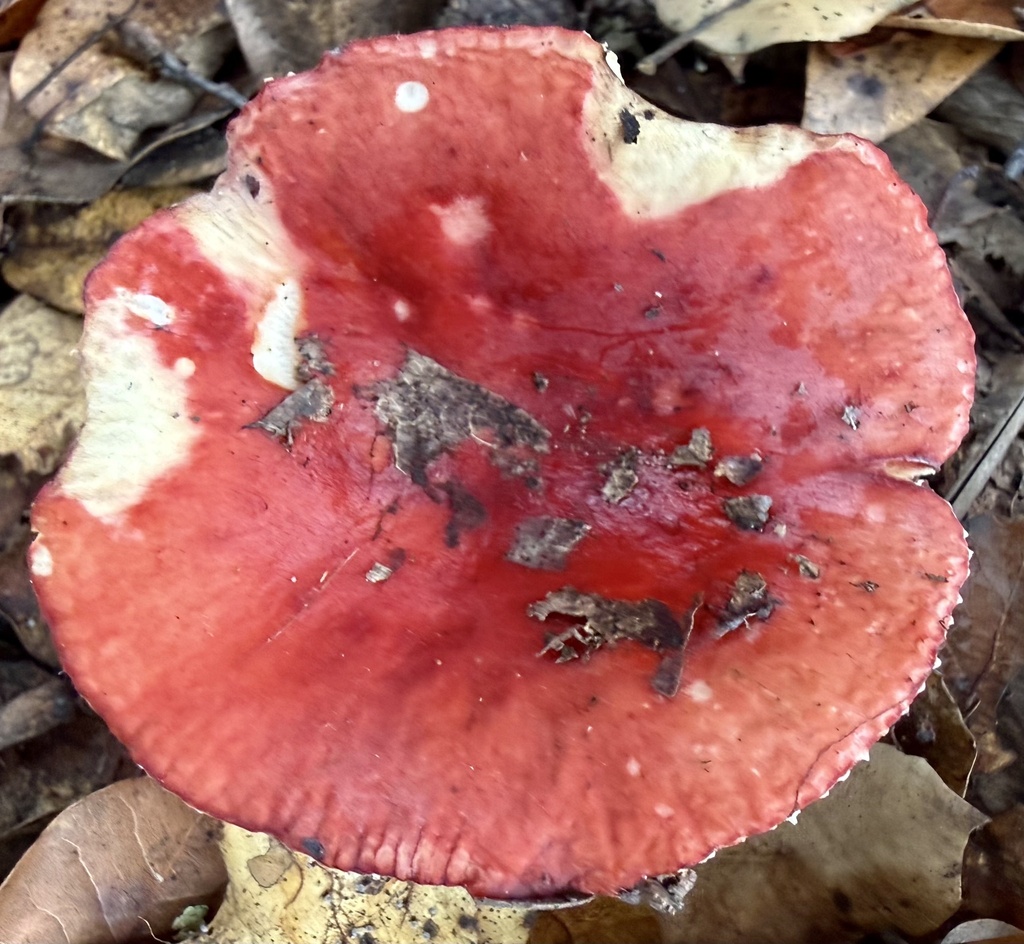 Russula cremoricolor · January 2026 · photo: © hllrnnr (iNaturalist, cc0)