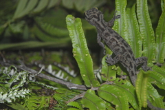 Cyrtodactylus papuensis