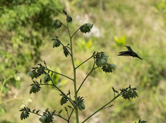 Anthracothorax dominicus