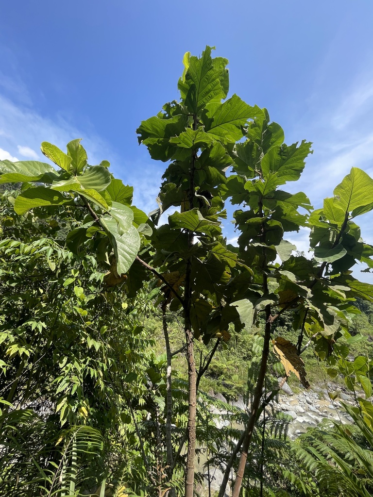 Breadfruit (Artocarpus altilis)