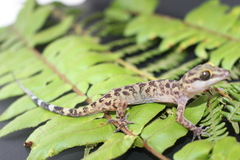 Cyrtodactylus papuensis