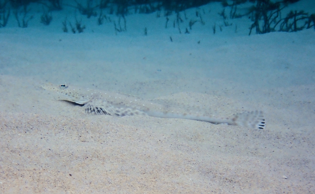 Bluespot flathead (Platycephalus speculator) — Platycephalidae