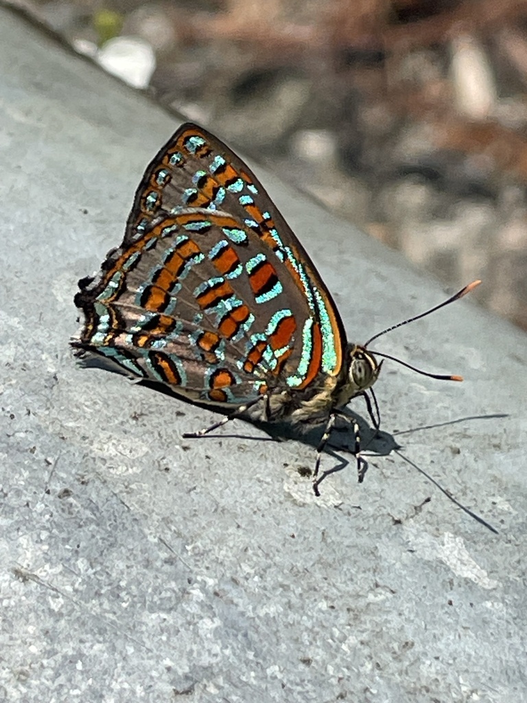Peacock Jewel (Hypochrysops pythias)