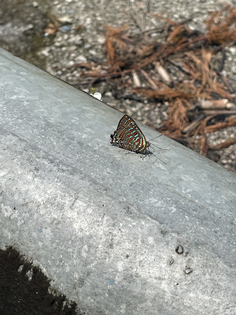 Hypochrysops pythias (Hypochrysops pythias)