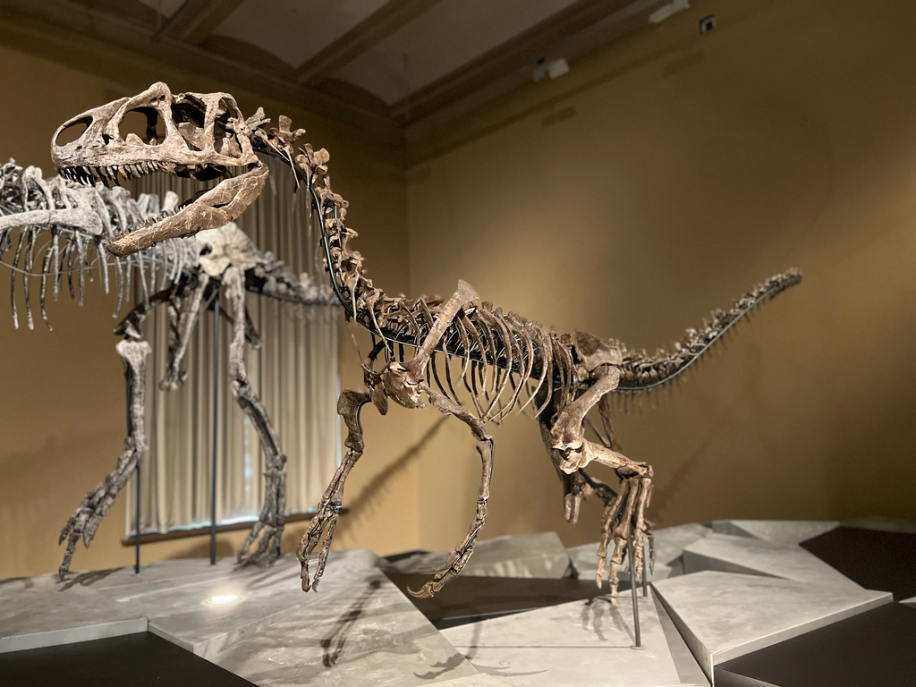 Allosaurus jimmadseni · iNaturalist