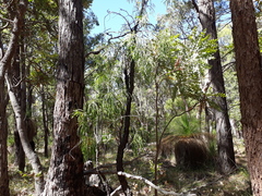 Persoonia longifolia