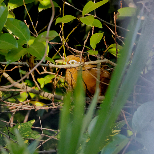 Chinese Hwamei (Garrulax canorus), photo 3