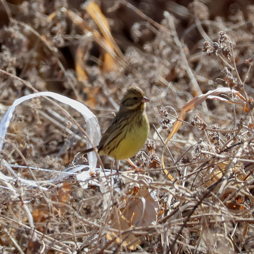 Masked Bunting (Emberiza personata), photo 5