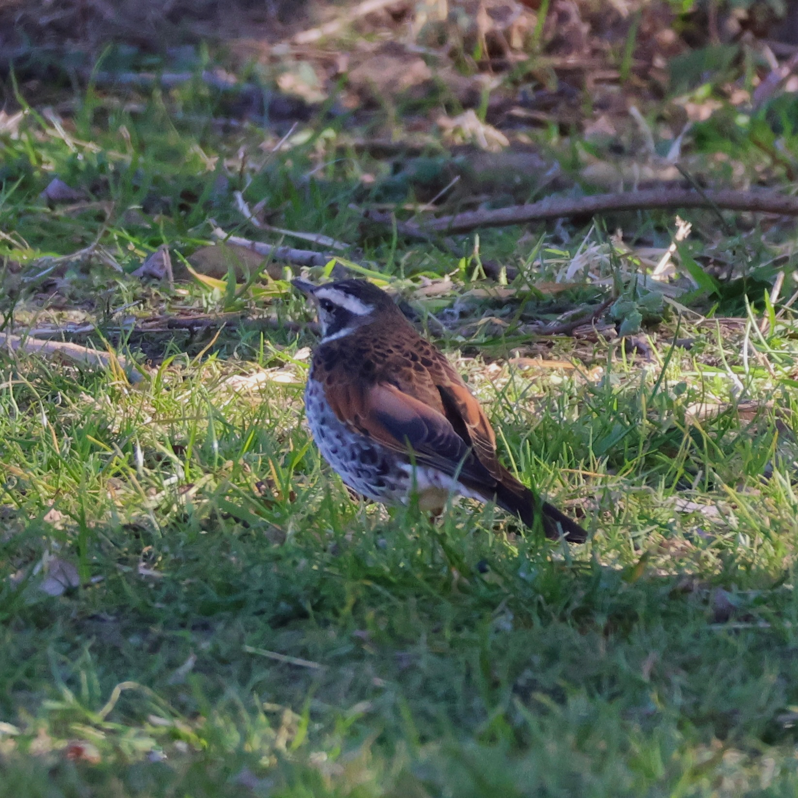 Dusky Thrush (Turdus eunomus), photo 7