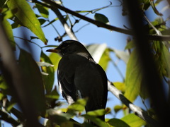 Turdus migratorius