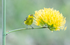 Setophaga tigrina