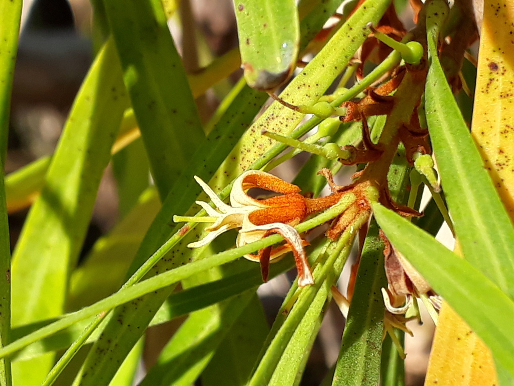 Persoonieae