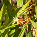 Persoonieae - Photo (c) Leon Perrie, algunos derechos reservados (CC BY-NC), subido por Leon Perrie