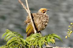 Straw-Headed Bulbul photo 1