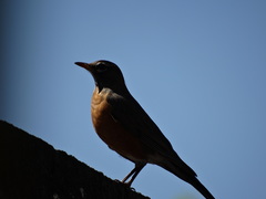 Turdus migratorius