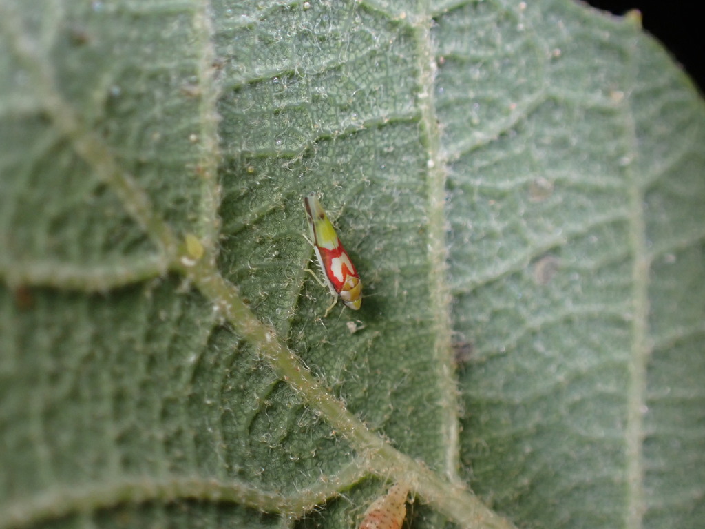 Zyginama tricolor