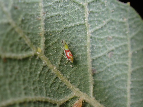 Zyginama tricolor